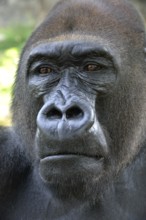 Western Lowland Gorilla (Gorilla gorilla gorilla), animal portrait, male, Silverback, captive,