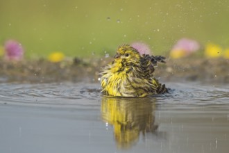 European Serin (Serinus serinus) bathing at a waterhole, Aosta Valley, Italy