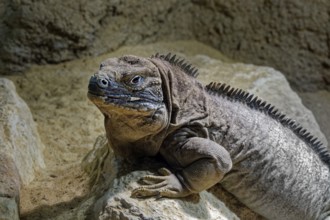 Animal portrait Jamaican iguana (Cyclura collei), reptile, pangolin, captive, occurrence Jamaica