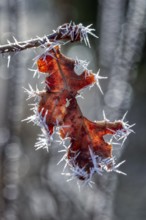 Leaves, Frost, Ice, Nature, Winter