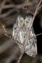 Eurasian Scops Owl (Otus scops), Mallorca, Spain