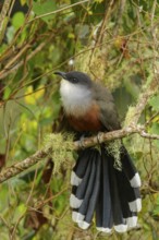 Chestnut-bellied Cuckoo (Coccyzus pluvialis) perched on a branch in Jamaica in the Caribbean