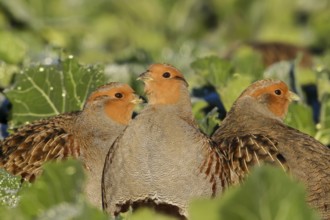 Grey Partridge (Perdix perdix), Thuringia, Germany