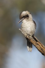 Laughing Kookaburra (Dacelo novaeguineae) perched on a branch, Australian Capital Territory,