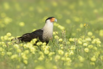 Northern Crested Caracara (Caracara cheriway) perched on flowering meadow, Texas, USA