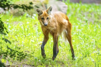 Maned wolf (Chrysocyon brachyurus) walking around, Germany