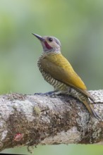 Grey-crowned Woodpecker (Colaptes auricularis) perched on a branch in Oaxaca, Mexico