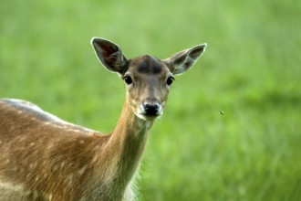 Fallow deer (Dama dama), female fallow deer, animal portrait in a meadow with a gadfly (Tabanidae),