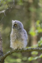 One young long-eared owl (Asio otus), sitting on a branch of a tree. Green vegetation in the