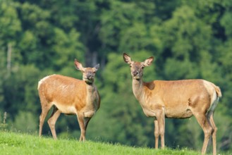 Two red deer hinds (Cervus elaphus) graze face to face in a green meadow in hilly terrain. A forest