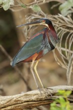 Agami Heron (Agamia agami) perched on a branch in the grasslands of Guyana