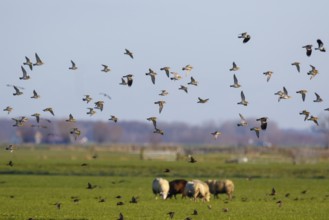 European Golden Plover (Pluvialis apricaria) flock flying, Netherlands
