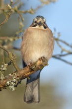 A jay (Garrulus glandarius), sitting on a branch against a blue sky, Odenwald, Hesse, Germany