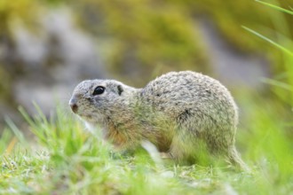 European ground squirrel (Spermophilus citellus) on a meadow, Bavaria, Germany