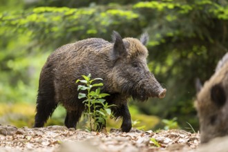 Wild boar (Sus scrofa) walking in a forest, Bavaria, Germany