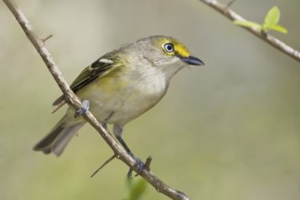 White-eyed Vireo (Vireo griseus), Texas, USA
