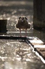 Nile goose (Alopochen aegyptiaca) after bathing, shaking, many water drops, backlight, bokeh,