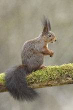 Eurasian red squirrel (Sciurus vulgaris), sitting on dead wood covered with moss, Wilden, North