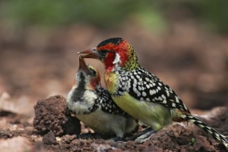 Red-and-yellow Barbet (Trachyphonus erythrocephalus) feeding young, Lake Manyara, Tanzania