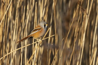 Bearded tit or reedling (Panurus biarmicus) adult male bird on the edge of a reedbed, RSPB