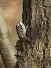 Tree Creeper (Certhia familiaris), on a tree stem, searching for insects, Hesse, Germany