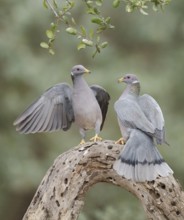 Band-tailed Pigeon (Patagioenas fasciata) pair, California, USA
