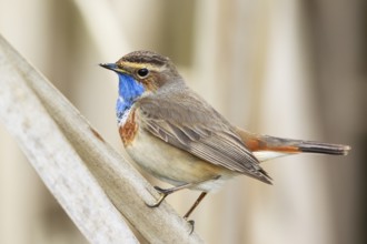 Bluethroat (Luscinia svecica cyanecula) male perched on reed, Netherlands
