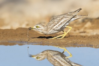 Eurasian Stone-curlew (Burhinus oedicnemus) drinking, Negev, Israel
