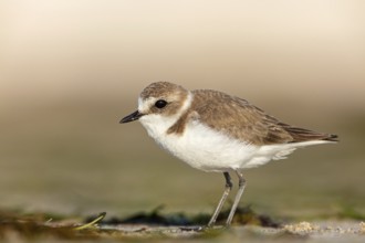 Animals, birds, plover, Kentish plover, (Charadrius alexandrinus), biotope, habitat, foraging, Barr