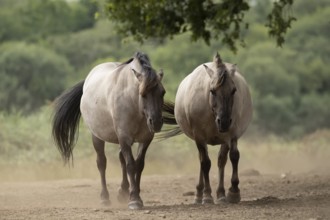Konik pony (Equus ferus caballus) two adult horse animals on a dirt path, England, United Kingdom
