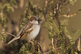 House Sparrow - Haussperling - Passer domesticus ssp. tingitanus, adult male, Morocco