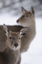 Two deer in the snow, looking attentively at the viewer in a winter landscape, sika deer (Cervus