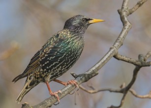 Common Starling (Sturnus vulgaris) Wales, United Kingdom