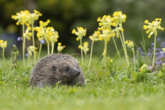 European hedgehog (Erinaceus europaeus) adult animal on a garden grass lawn with Cowslip flowers in