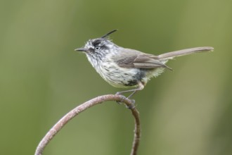 Tufted Tit-Tyrant (Anairetes parulus), Los Rios, Chile