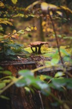 A single mushroom growing on an old tree trunk surrounded by autumn leaves, Calw, Black Forest,