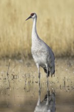 Sandhill Crane (Antigone canadensis), New Mexico, USA