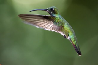 Green-breasted Mango (Anthracothorax prevostii) female flying, Peten, Guatemala
