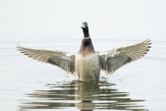 Mallard (Anas platyrhynchos), male, on a lake, flapping his wings, Lower Saxony, Germany