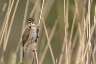 Paddyfield Warbler - Feldrohrsänger - Acrocephalus agricola ssp. septimus, Russia (Ural)