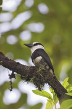White-necked Puffbird (Notharchus hyperrhynchus), Costa Rica