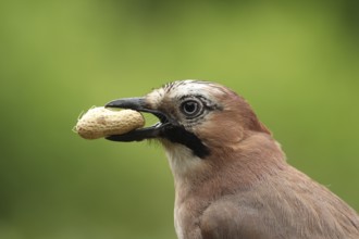 Eurasian Jay (Garrulus glandarius), Lower Saxony, Germany