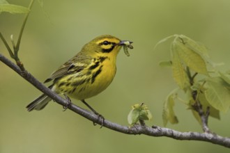 Prairie Warbler (Setophaga discolor) male, Ontario, Canada