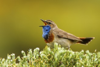 Bluethroat (Luscinia svecica cyanecula) male singing, Avila, Spain