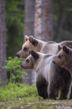 Eurasian Brown Bear (Ursus arctos) mother with two cubs in forest, Finland