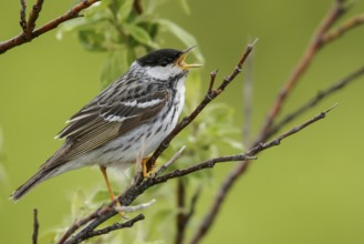Blackpoll Warbler (Dendroica striata) perched on a branch in Nome, Alaska