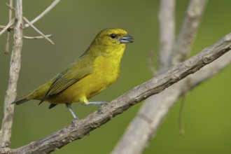 Finsch's Euphonia (Euphonia finschi) perched on a branch in the rainforest of Guyana