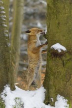 Red fox (vulpes vulpes), standing up against a tree in a snowy forest, surrounded by trees and