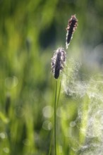Pollen count, spring, Germany