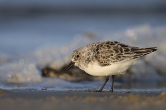 Avocet (Recurvirostra avosetta), Texel, Netherlands